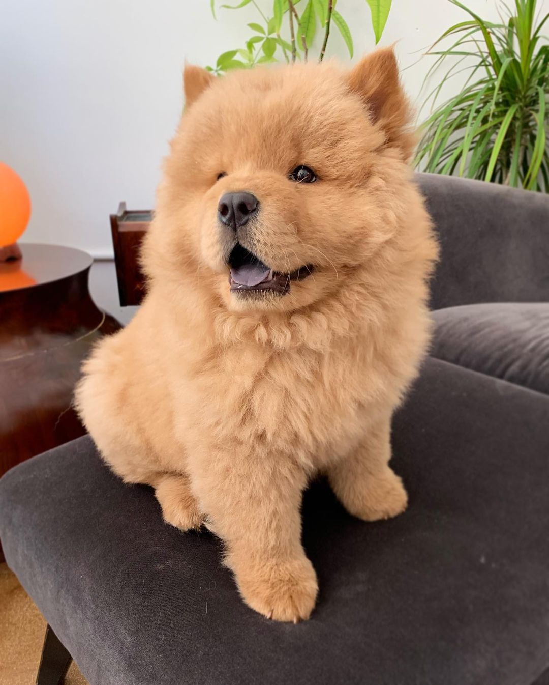 Bear (4)