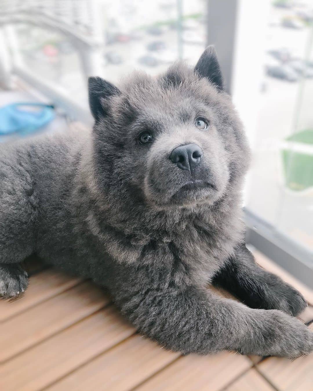 chows_1565374235_2106834246204571398_952615
