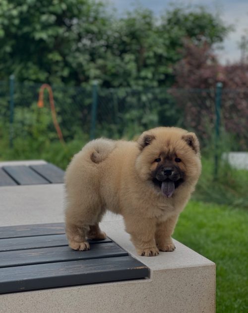 chowchow_blue_mystery_1748679206_3644507792769978081_1980339246