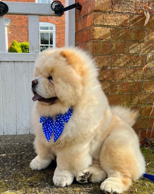 fullerthechow_1649157043_2809655380159876380_49143981848